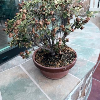 Azalea Rose Queen