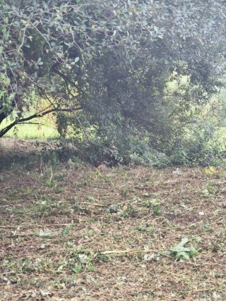 Desbroces y podas