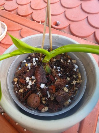 Philodendron Jose Buono