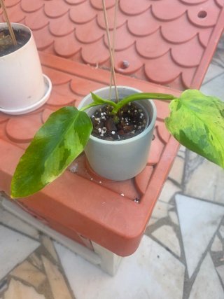 Philodendron Jose Buono
