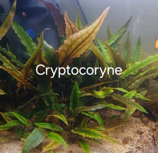Lote 9 plantas de acuario
