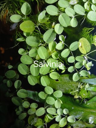 Lote 9 plantas de acuario