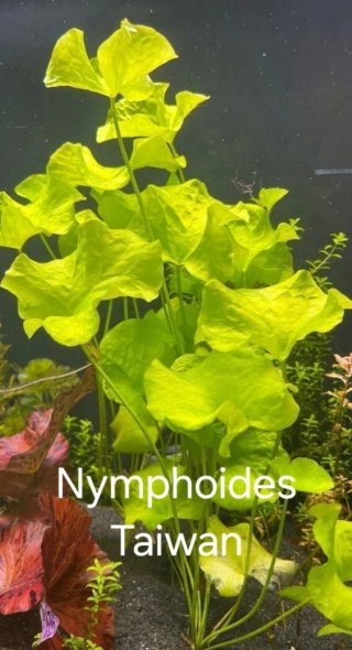 Lote 9 plantas de acuario