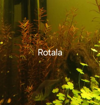 Lote 9 plantas de acuario