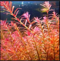 Lote 8 plantas de acuario