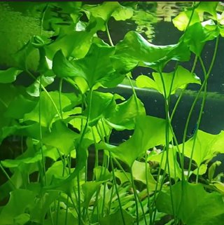 Lote 8 plantas de acuario