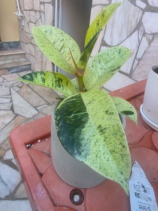 Ficus Shivereana Moonshine