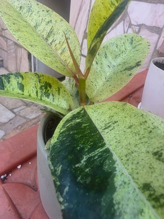 Ficus Shivereana Moonshine