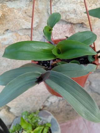 Tradescantia cerintho