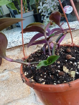 Tradescantia cerintho