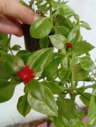 Aptenia cordifolia planta
