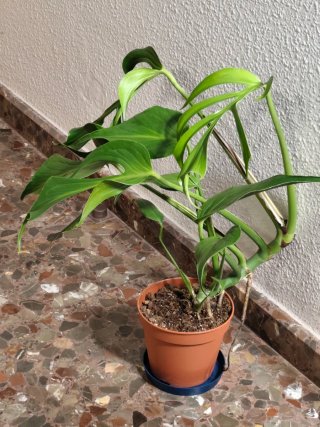 Monstera Burle Marx Flame XL