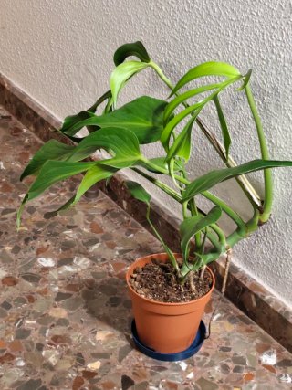 Monstera Burle Marx Flame XL