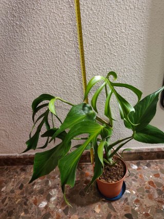 Monstera Burle Marx Flame XL