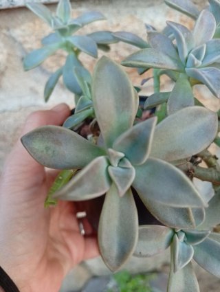 Planta Suculenta Echeveria