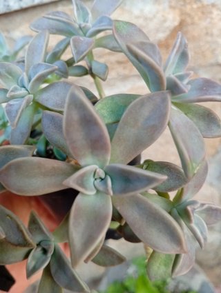 Planta Suculenta Echeveria