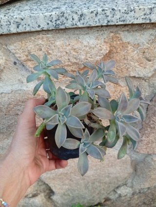 Planta Suculenta Echeveria