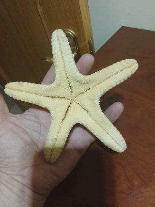 Estrella de mar natural decorativa