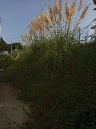 Jardineros, desbroces y limpieza de terrenos