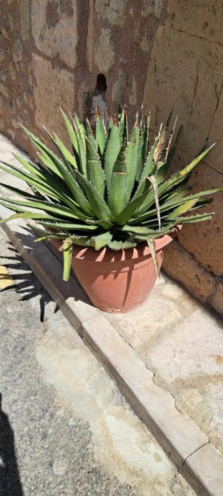 Plantas en macetas de barro y plástico