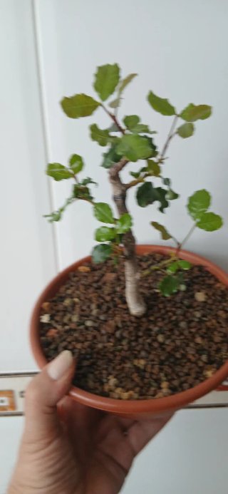 Bonsái Algarrobo Shohin