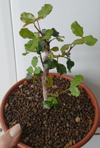 Bonsái Algarrobo Shohin