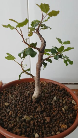 Bonsái Algarrobo Shohin