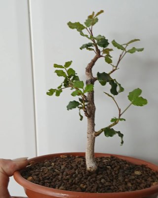 Bonsái Algarrobo Shohin