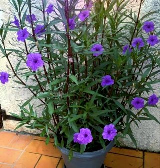 Flores Moradas Ruellia Violetas