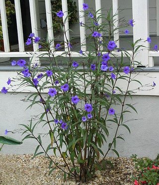Flores Moradas Ruellia Violetas