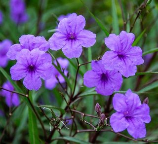 Flores Moradas Ruellia Violetas