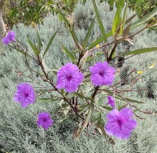 Flores Moradas Ruellia Violetas