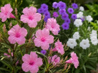 Flores Moradas Ruellia Violetas