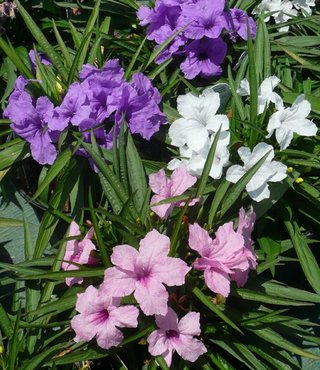 Flores Moradas Ruellia Violetas