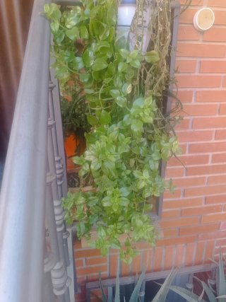 Plantas