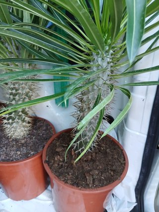 Palmera Madagascar cactus
