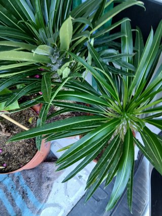 Palmera Madagascar cactus