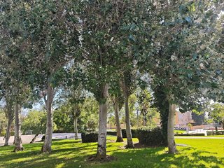 Local comercial en venta en Reconquista-San José Artesano-El Rosario en Algeciras