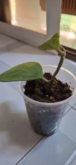 Hoya Kerrii (Planta Corazones)
