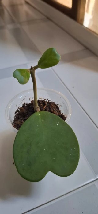 Hoya Kerrii (Planta Corazones)