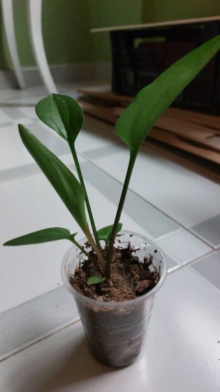 Planta  Drimiopsis Maculata (Piel de Leopardo)