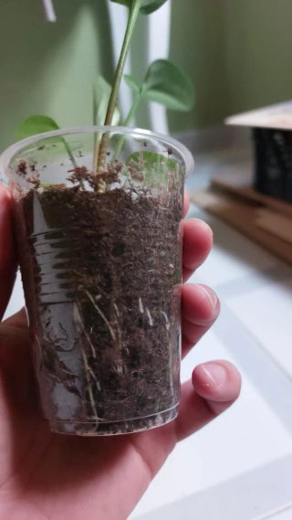 Planta  Drimiopsis Maculata (Piel de Leopardo)