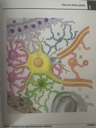 Netter cuaderno de neurociencia para colorear