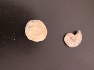 Fósiles
