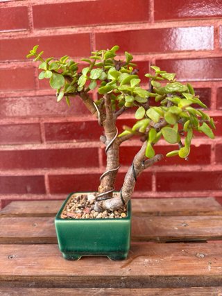 Bonsái Portulacaria Afra Maceta Yixing