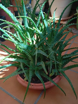 Planta Aloe Vera en Maceta