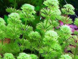 Lote 3 plantas de acuario