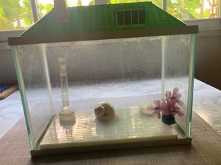 Acuario pequeño 4L con casa verde