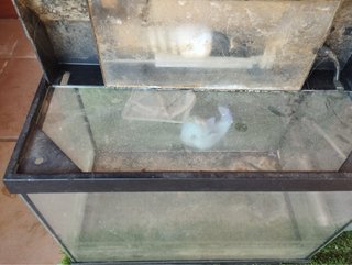 Acuario 35x25x20 + Accesorios Peces Tropicales