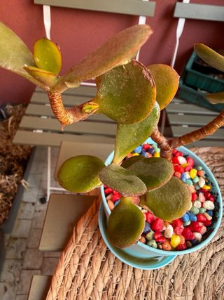 Planta de Jade Crassula Ovata en Maceta